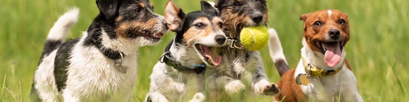 Meadowbrook Animal Healing