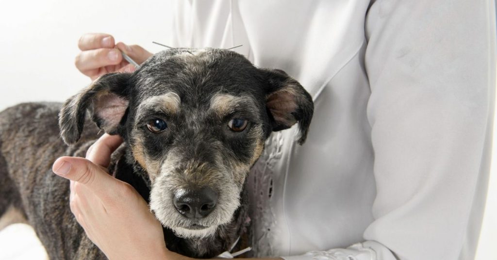 Acupuncture - Meadowbrook Animal Healing