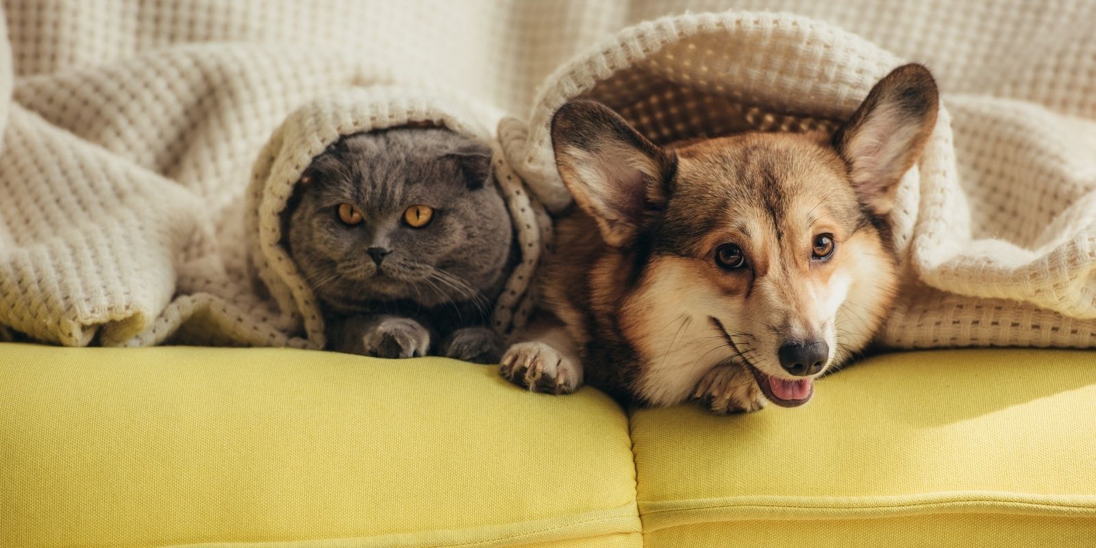 About Meadowbrook Animal Healing